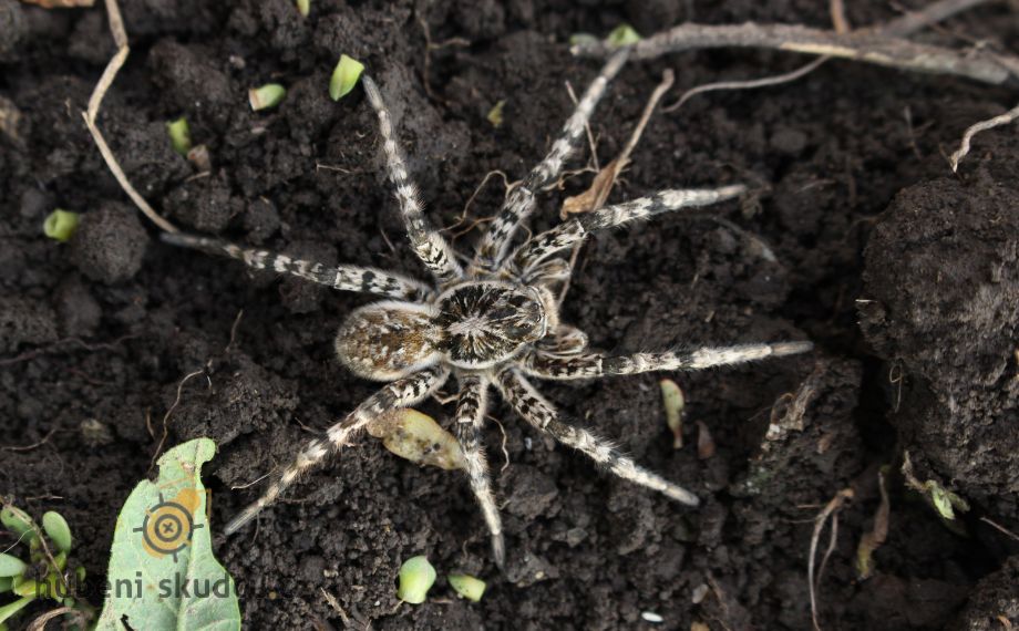 Lycosa singoriensis slíďák tatarský